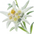 Edelweiss Fragrances - Shop inspired-by fragrances at Fragrenza
