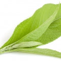 Camphor Fragrances - Shop inspired-by fragrances at Fragrenza