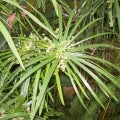 Nagarmotha Fragrances
