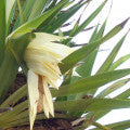 Pandanus Fragrances - Shop inspired-by fragrances at Fragrenza