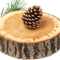 Atlas Cedar Fragrances — browse fragrances in this collection