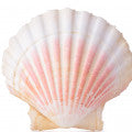 Sea shells Fragrances
