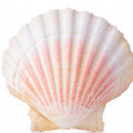 Sea shells Fragrances — browse fragrances in this collection