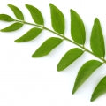 Curry tree