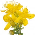 St. John's Wort Fragrances - Shop inspired-by fragrances at Fragrenza