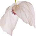Dove tree Fragrances