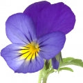 Pansy Fragrances - Shop inspired-by fragrances at Fragrenza