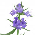 Illustration representing Hyssop Fragrances