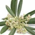 Olive flower