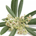 Olive flower Fragrances
