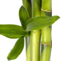 Illustration representing Bamboo Fragrances