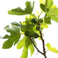 Fig tree Fragrances - Shop inspired-by fragrances at Fragrenza