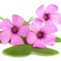 Violet Woodsorrel Fragrances - Shop inspired-by fragrances at Fragrenza