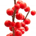 Winterberry Fragrances - Shop inspired-by fragrances at Fragrenza