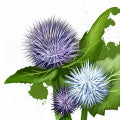 Costus Fragrances — browse fragrances in this collection