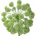 Angelica Fragrances