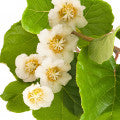 Kiwi blossom Fragrances