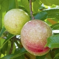 Cassowary fruit Fragrances