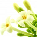 Papaya blossom