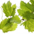 Vine Fragrances - Shop inspired-by fragrances at Fragrenza