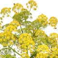 Galbanum Fragrances - Shop inspired-by fragrances at Fragrenza