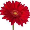 Gerbera Fragrances - Shop inspired-by fragrances at Fragrenza