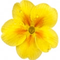 Primrose Fragrances - Shop inspired-by fragrances at Fragrenza
