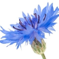 Illustration representing Cornflower, Sultan seeds Fragrances