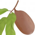 Cupuacu Fragrances - Shop inspired-by fragrances at Fragrenza
