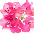 Bougainvillea Fragrances - Shop inspired-by fragrances at Fragrenza