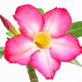 Illustration representing Desert Rose Fragrances