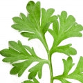 Artemisia Fragrances - Shop inspired-by fragrances at Fragrenza