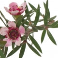 Manuka Fragrances - Shop inspired-by fragrances at Fragrenza