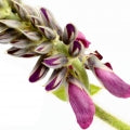Kudzu Fragrances - Shop inspired-by fragrances at Fragrenza