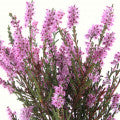 Heather Fragrances - Shop inspired-by fragrances at Fragrenza