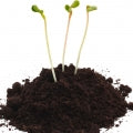 Peat Fragrances - Shop inspired-by fragrances at Fragrenza