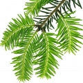 Spruce Fragrances - Shop inspired-by fragrances at Fragrenza
