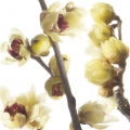 Chimonanthus or Wintersweet Fragrances