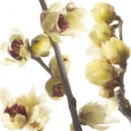 Illustration representing Chimonanthus or Wintersweet Fragrances