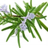 Rosemary note — Rosemary Fragrances