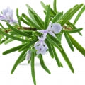 Rosemary Fragrances — browse fragrances in this collection