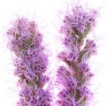 Liatris Fragrances