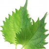 Shiso note — Shiso Fragrances