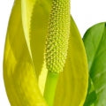 Skunk Cabbage Fragrances - Shop inspired-by fragrances at Fragrenza