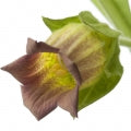 Belladona Fragrances - Shop inspired-by fragrances at Fragrenza
