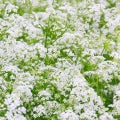 Hemlock Fragrances - Shop inspired-by fragrances at Fragrenza