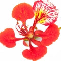 Illustration representing Christmas Tree or Flame Tree Fragrances