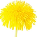 Dandelion Fragrances - Shop inspired-by fragrances at Fragrenza