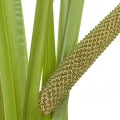 Calamus Fragrances - Shop inspired-by fragrances at Fragrenza