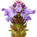 Prunella Fragrances - Shop inspired-by fragrances at Fragrenza